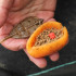 DRENNAN Flat Feeder & Mould Small 25g - method sada